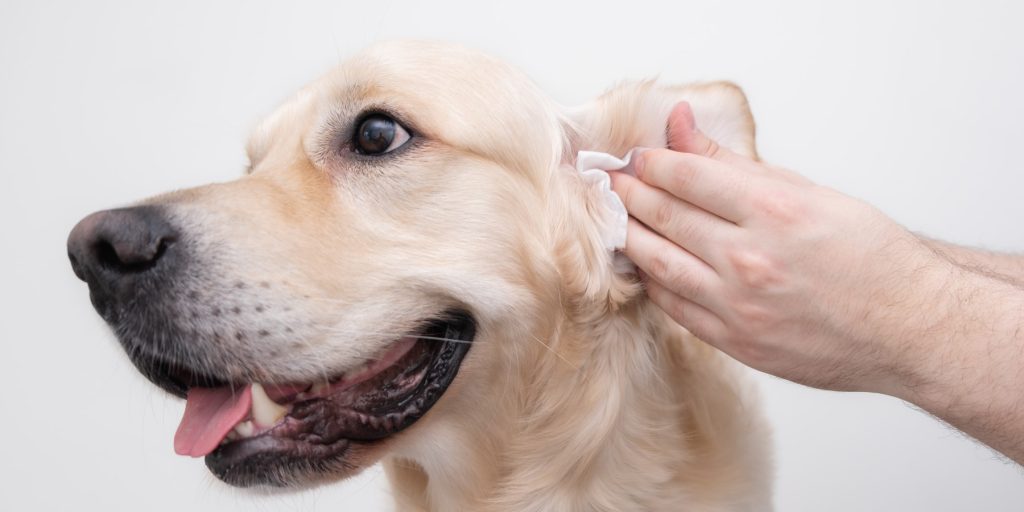 Dog getting it's ears cleaned
