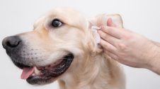 Dog getting it's ears cleaned