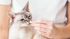 Person feeding a cat a tablet