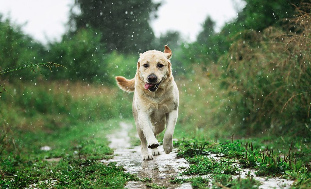 senior dog running