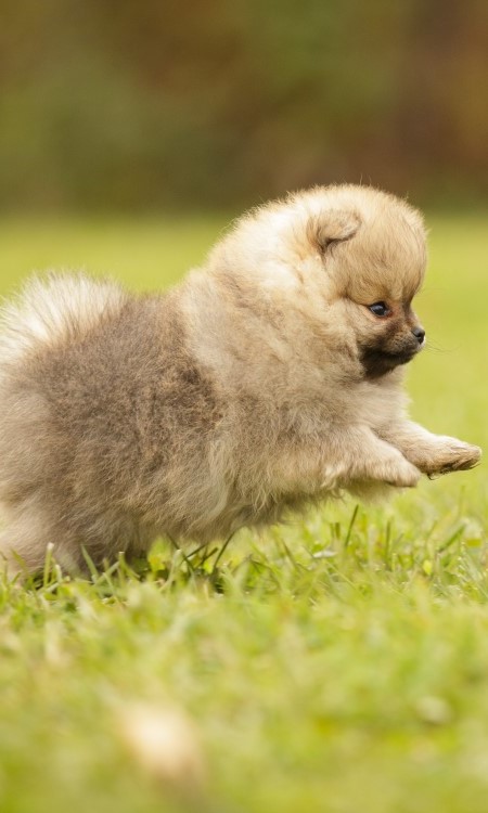 Pomeranian Dog Breed