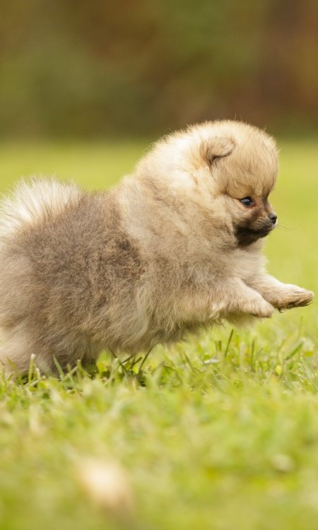 Peek-A-Pom Dog Breed Health, Temperament, Feeding and Puppies