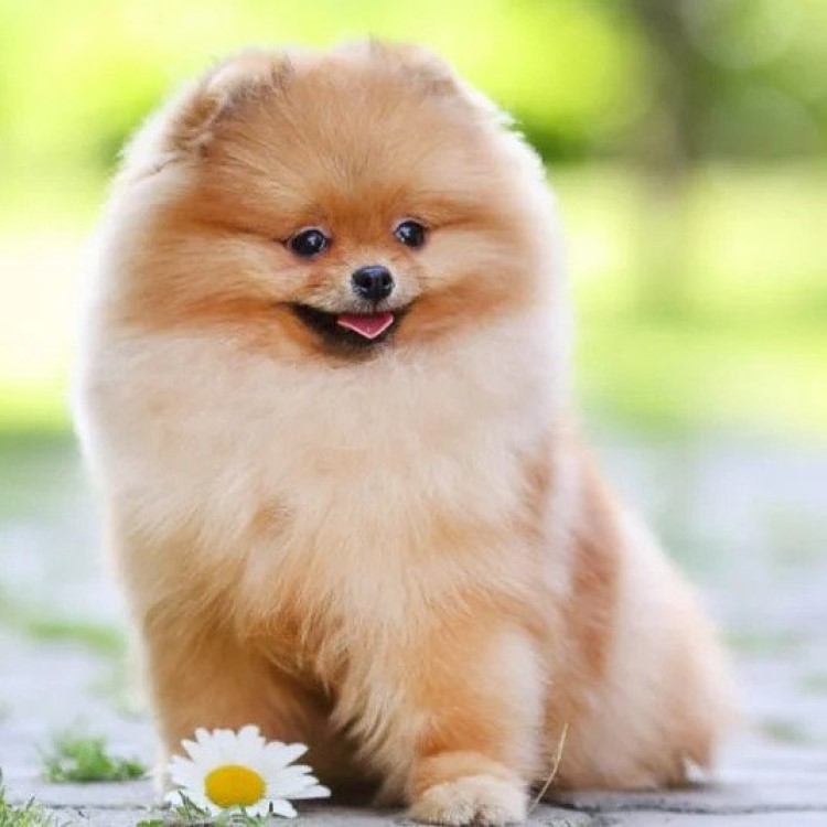 About The Breed: Pomeranian Highland Canine Training | lupon.gov.ph