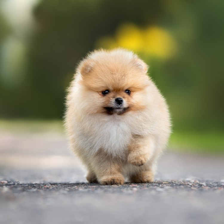 Pomeranian Dog Walking outdoors