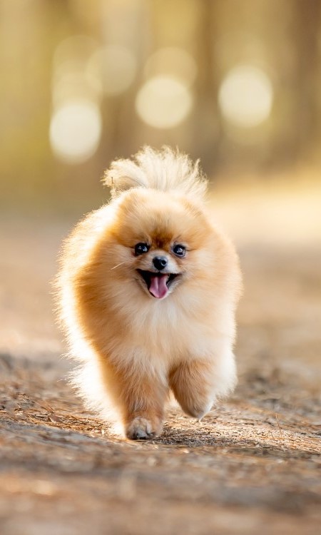 Pomeranian Dog Breed