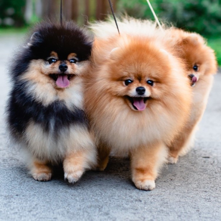 Pomeranian Dog Breed