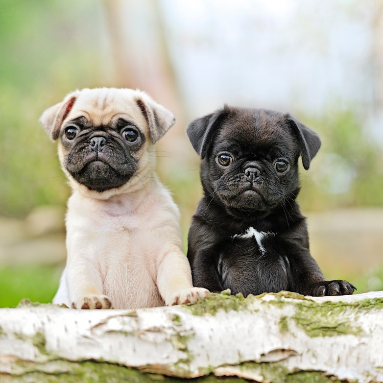 Pug Dog Breed