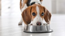 Puppy eating dog food