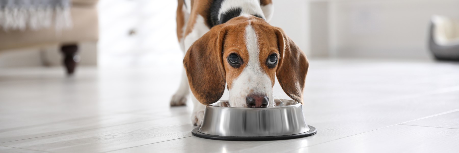 Puppy eating dog food