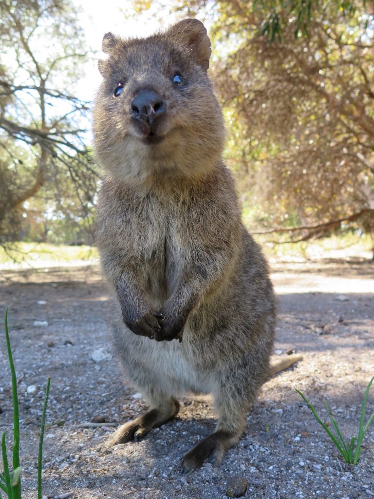 Quokka on Rottnest Island