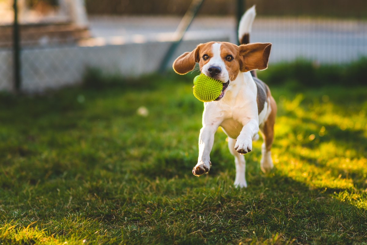 Dog playing