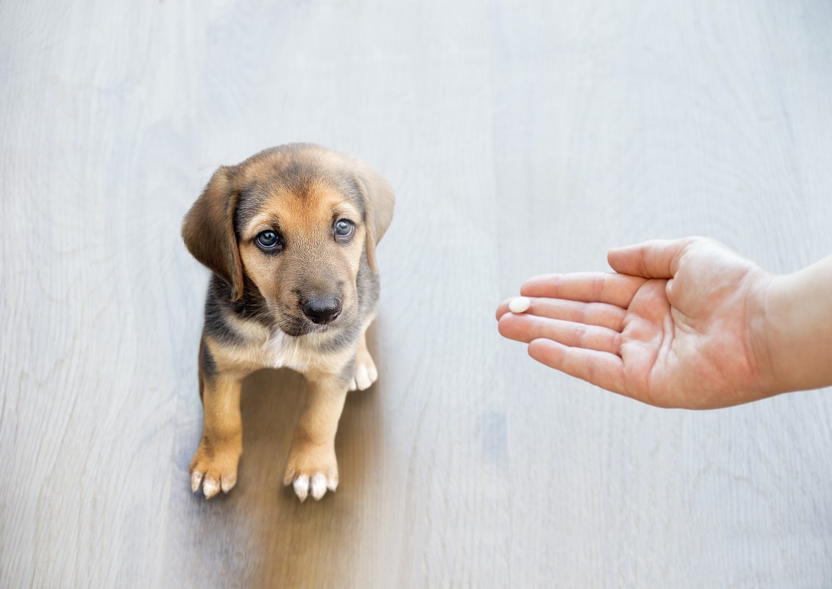 Dog being fed a tablet