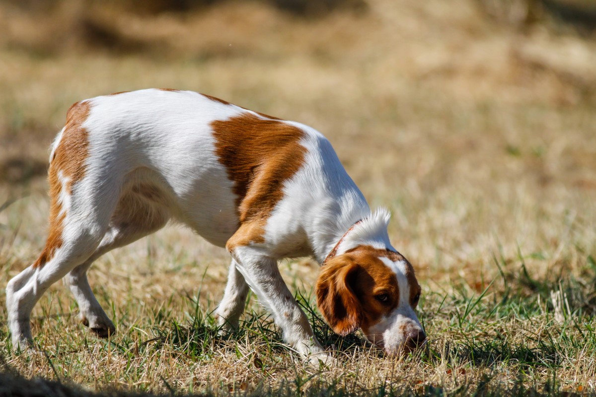 Dog Tracking