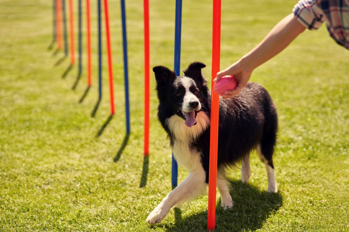 Dog agility