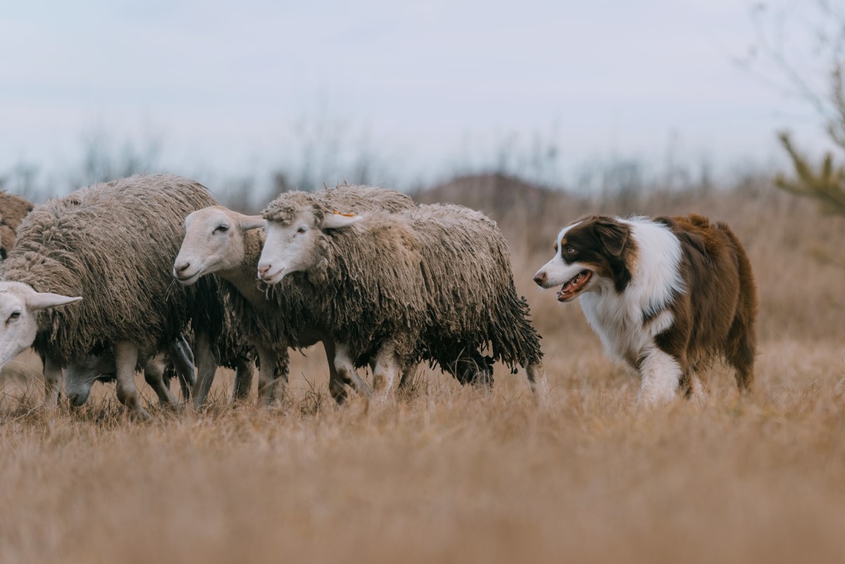 Dog Herding