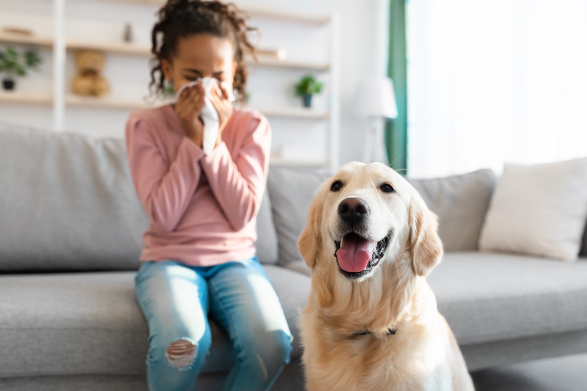 Person sneezing near a dog