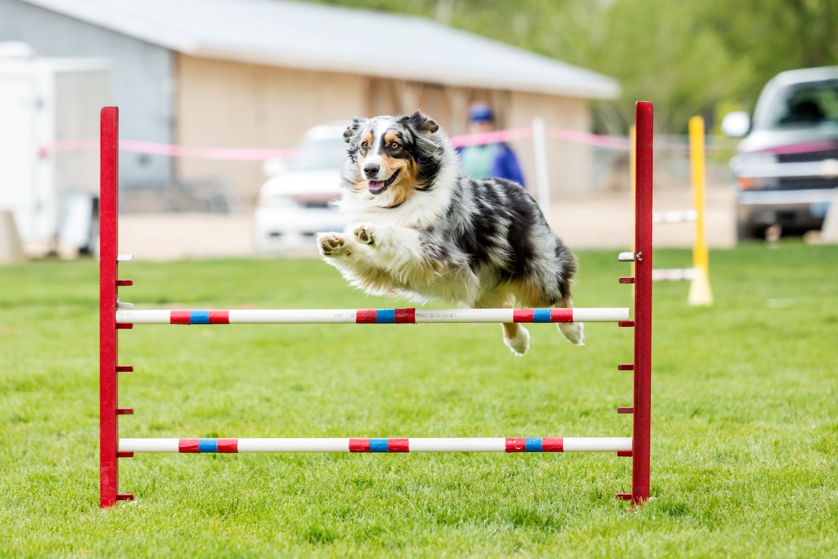 Dog obedience