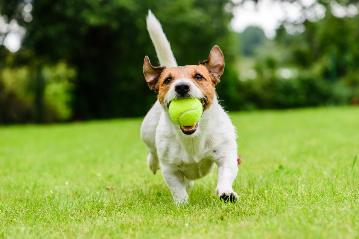 Dog flyball