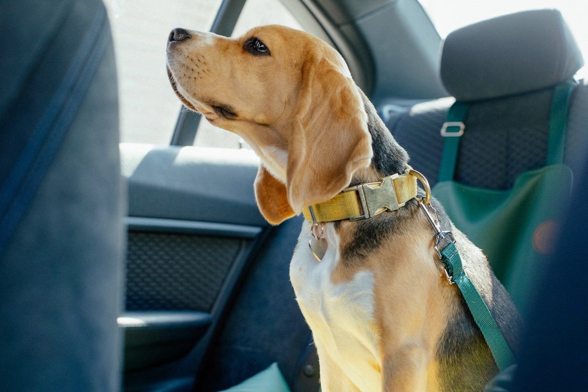 Dog in Car Travelling