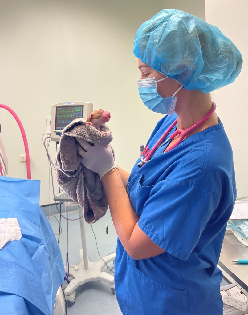 Vet nurse in theatre holding a newborn puppy after a caesarian surgery