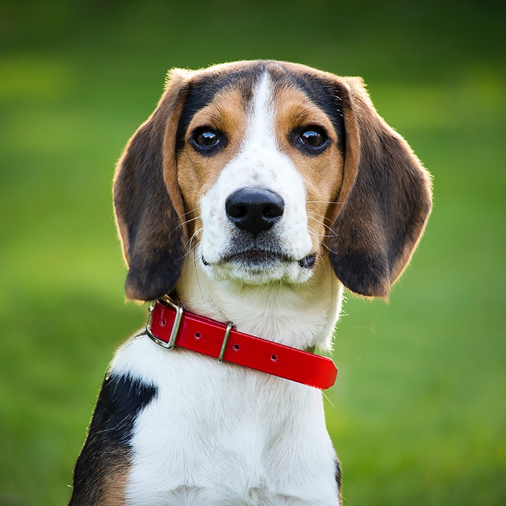 Beagle dog breed