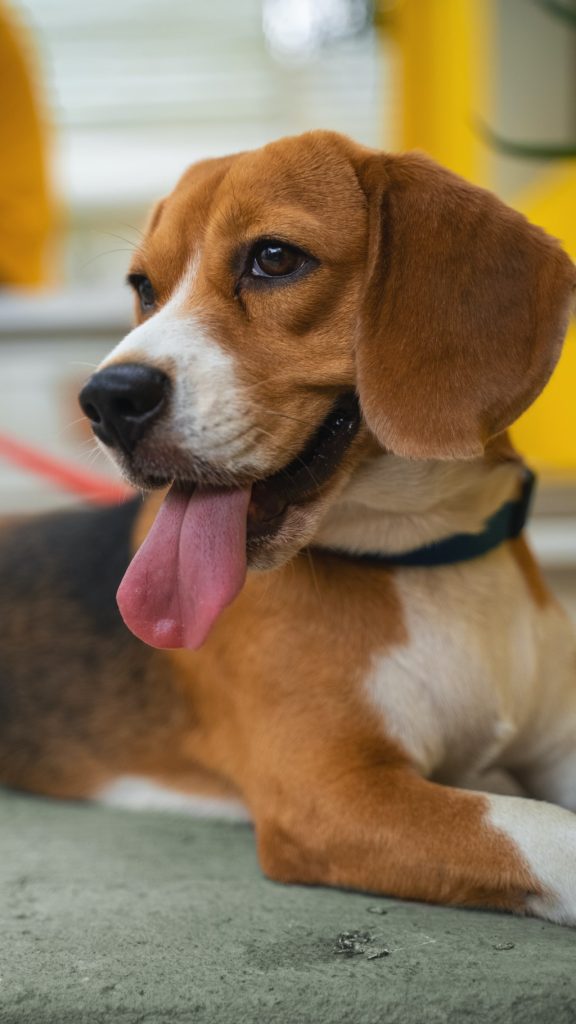 Beagle dog breed