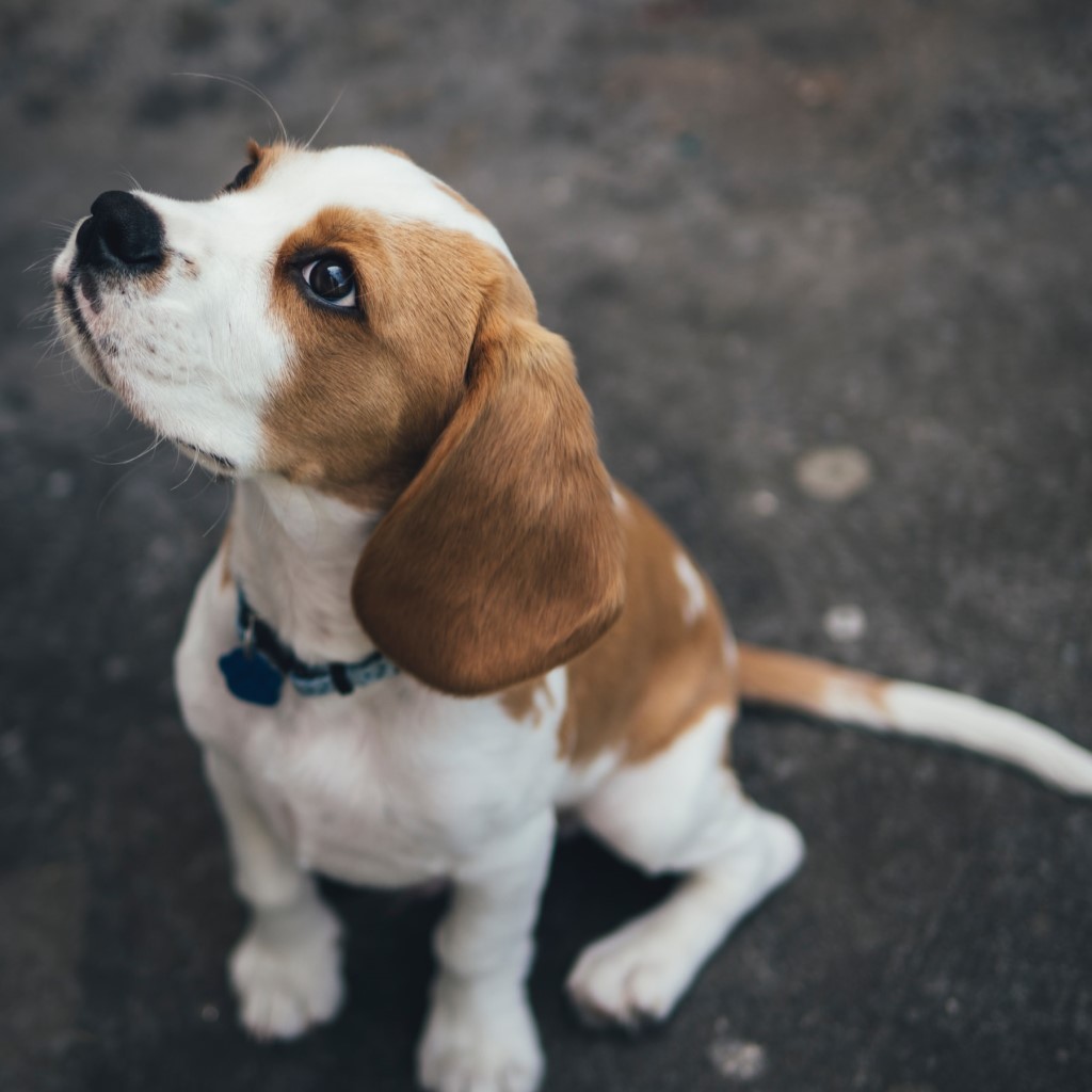 Beagle dog breed