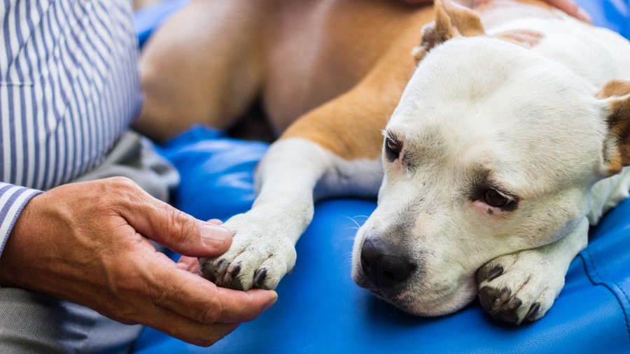 Dog being treated by a vet