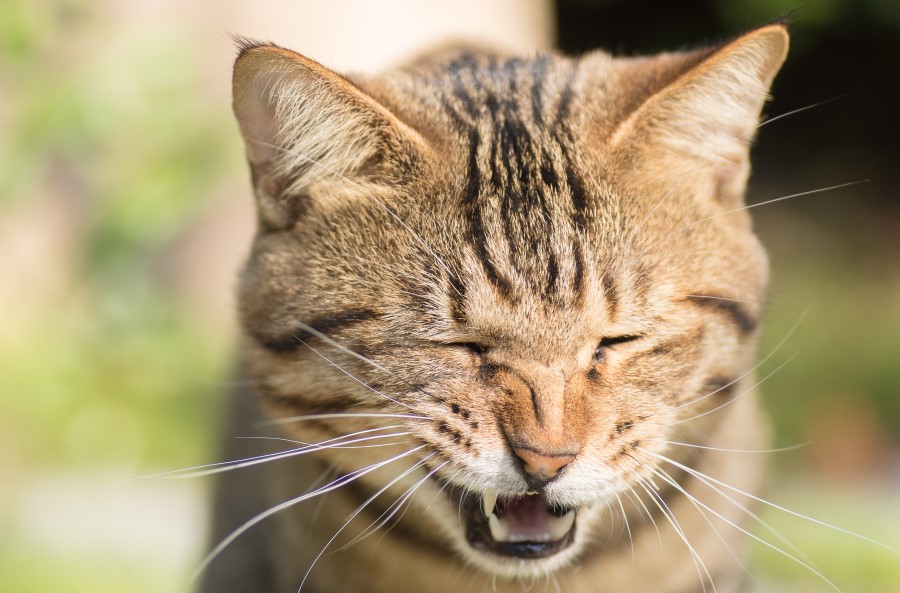 Cat sneezing