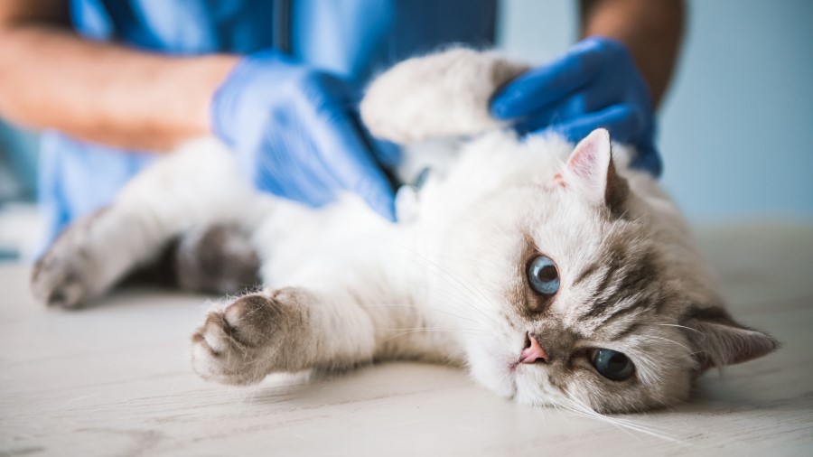 Cat getting vaccinated