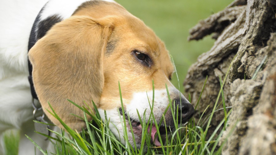 Dog eating grass