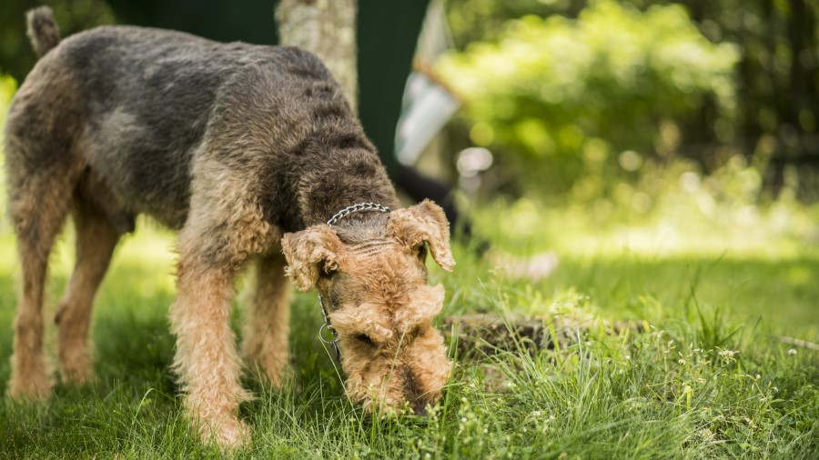 how do i stop my dog from eating grass