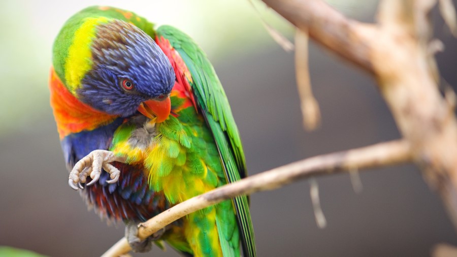 Bird picking its' own feathers