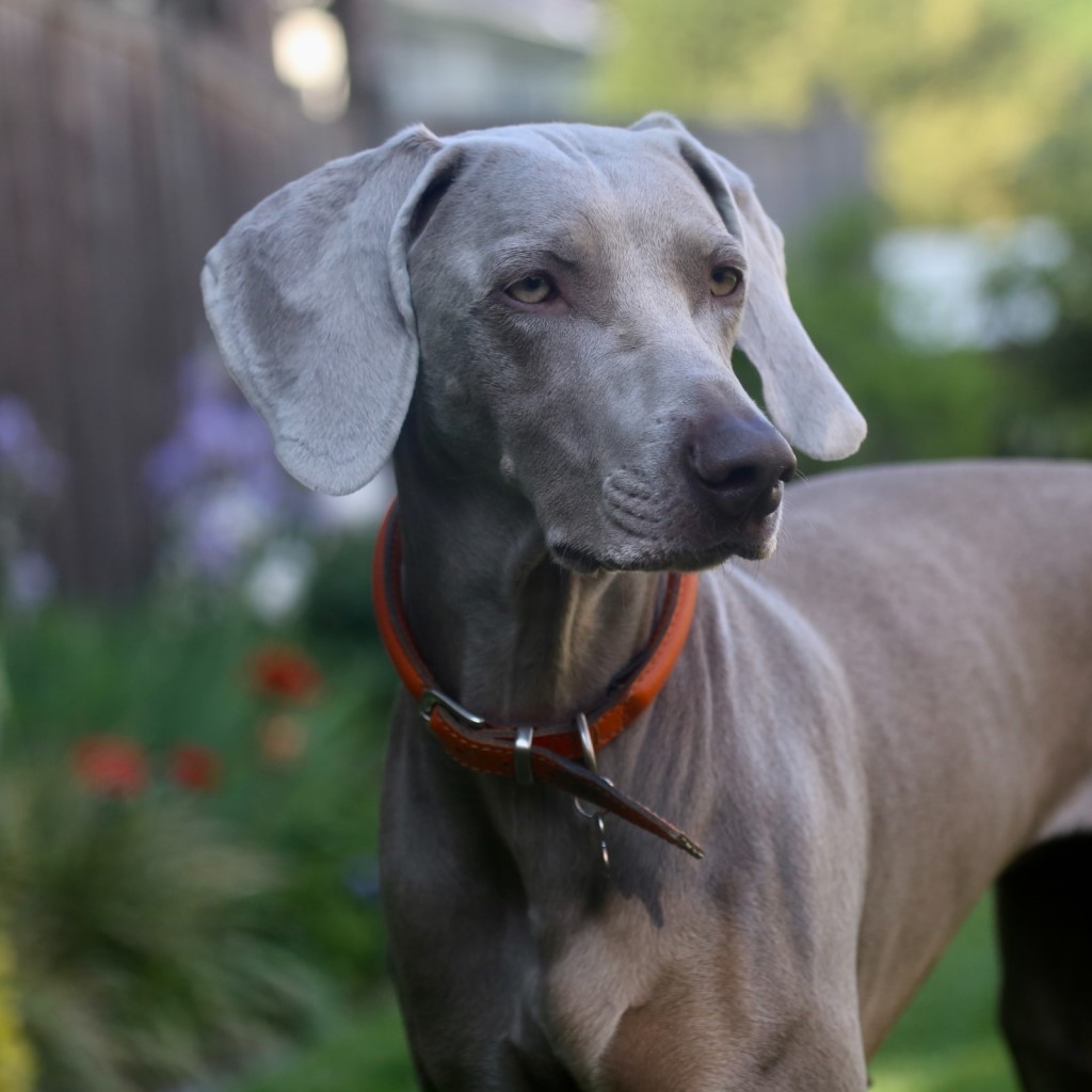 Weimaraner