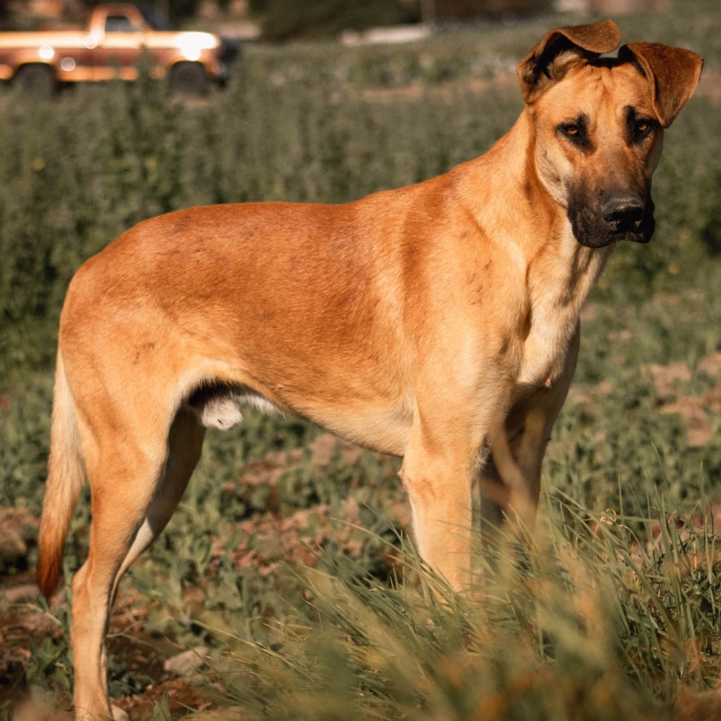 Great Dane breed