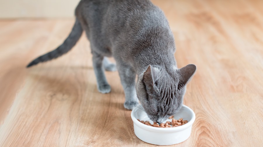 Kitten eating food from cat bowl