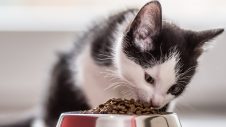 Kitten eating food from cat bowl