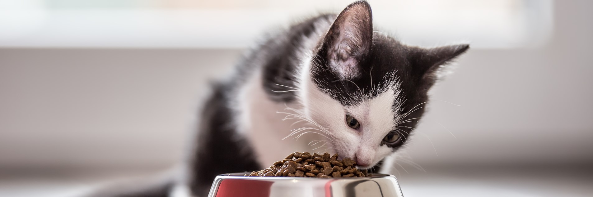 Kitten eating food from cat bowl