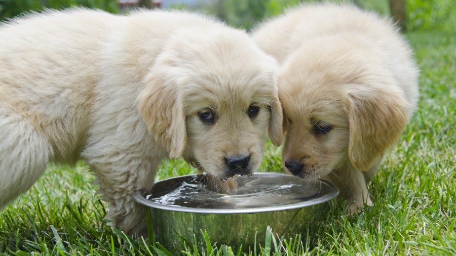 Dogs sharing a dog bowl
