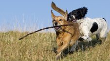 Dogs playing in a field