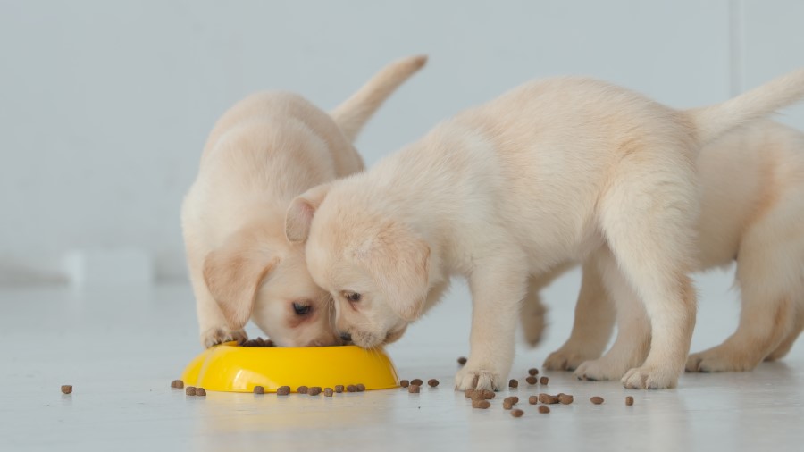 Puppies eating from a dog bowl