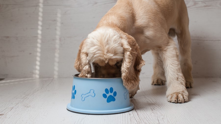 Puppies eating from a dog bowl