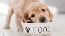 Puppy eating from dog bowl