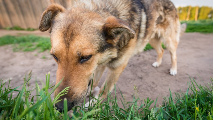 Dog sniffing grass