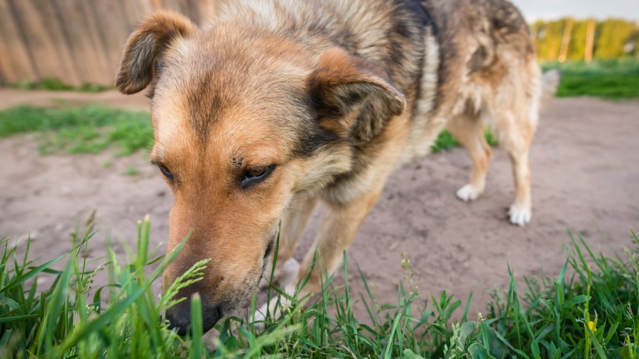 how long for rat poison to affect a dog