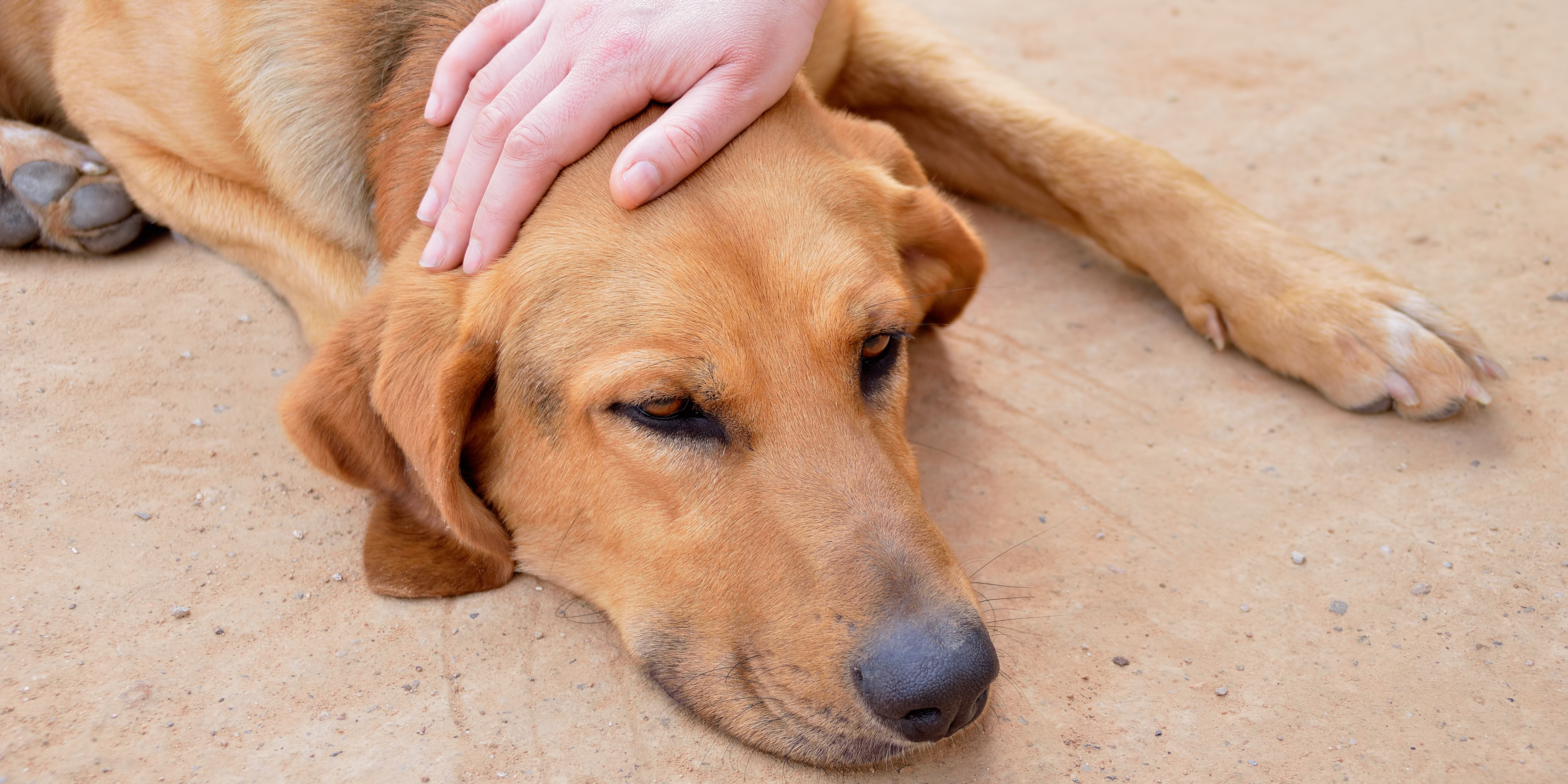 how long for rat poison to affect a dog