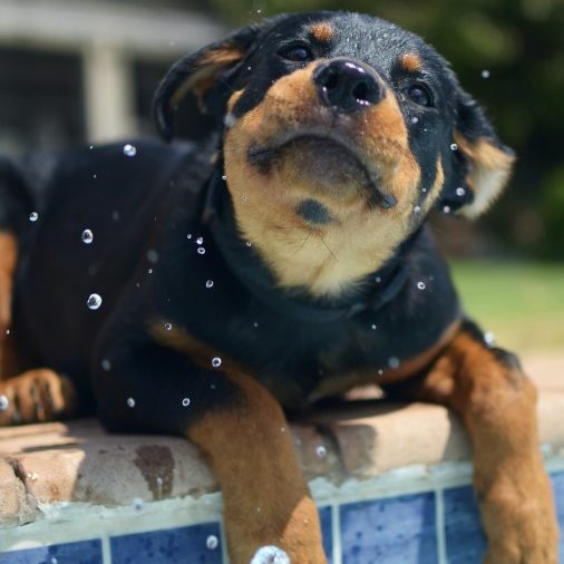 Rottweiler dog breed