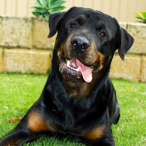 Rottweiler dog breed