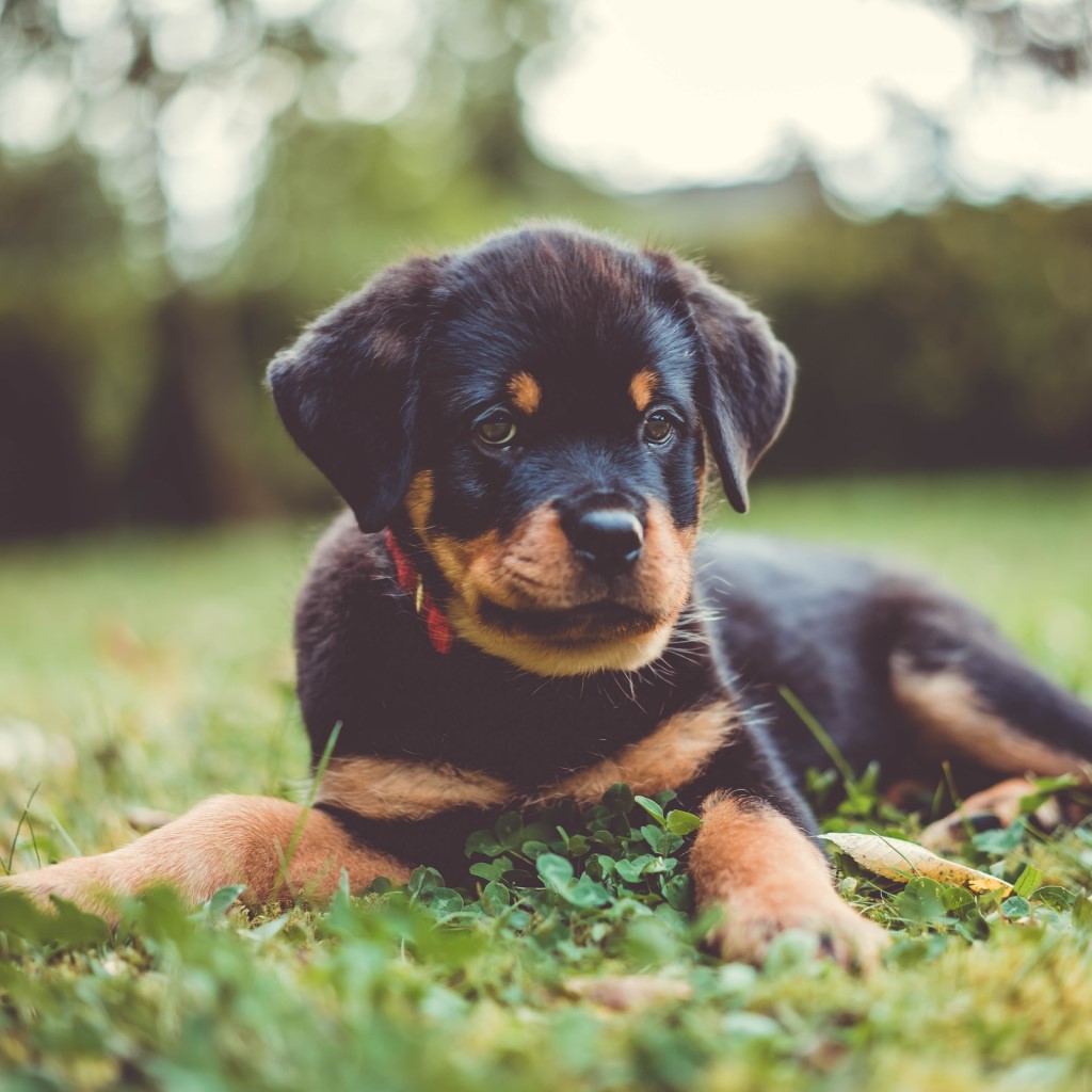 Rottweiler dog breed