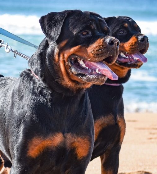 Rottweiler dog breed